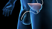 Male urethra, illustration