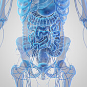 Abdominal organs, illustration