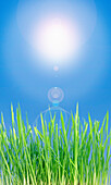 Green shoots and sunshine, composite image