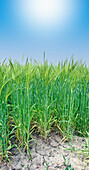 Crops endangered by climate change, composite image