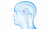 Hypothalamus, illustration