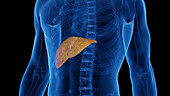 Fatty liver, illustration