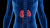 Inflamed kidneys, illustration