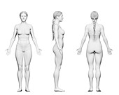 Fit female body, illustration