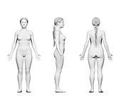 Short female body, illustration