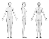 Tall female body, illustration