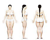 Curvy female body, illustration