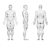 Male bodybuilder body, illustration