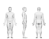 Short male body, illustration
