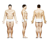 Stocky male body, illustration