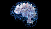 Brain white matter fibres, illustration