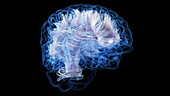 Brain white matter fibres, illustration
