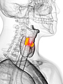 Cricoid cartilage, illustration