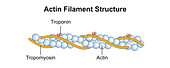 Actin filament structure, illustration