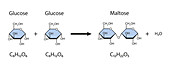 Maltose sugar formation, illustration