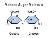Maltose sugar molecule, illustration