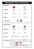 Monohybrid cross codominance, illustration