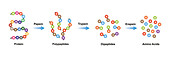 Enzymes breaking down protein, illustration