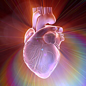 Heart in energy field, conceptual illustration