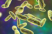 Aeromonas bacteria, illustration
