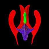 Ventricular system of the brain, illustration