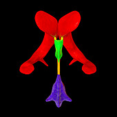 Ventricular system of the brain, illustration