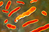 Elizabethkingia meningoseptica bacteria, illustration