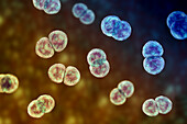 Streptococcus pneumoniae bacteria, illustration