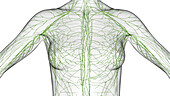 Lymphatic veins, illustration