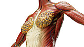 Chest muscles, illustration