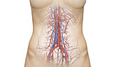 Abdominal vasculature, illustration