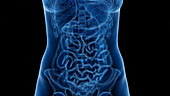 Digestive tract, illustration