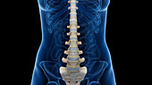 Spine, illustration