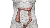 Colon, illustration