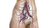 Circulatory system of the abdomen and pelvis, illustration