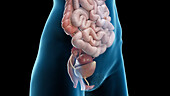 Visceral organs of the abdomen and pelvis, illustration