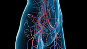 Circulatory system of the abdomen and pelvis, illustration