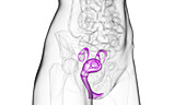 Reproductive system, illustration