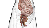 Internal organs of the abdomen and pelvis, illustration