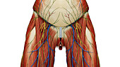Muscles of the abdomen and pelvis, illustration