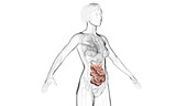 Small intestines, illustration
