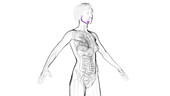 Salivary glands, illustration