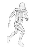 Skeleton of an American football player, illustration