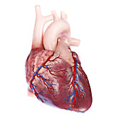 Human heart, illustration