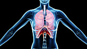 Female respiratory system, illustration