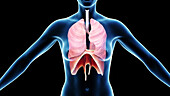 Female respiratory system, illustration