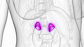 Female adrenal glands, illustration