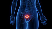Female urinary bladder, illustration