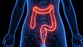 Female large intestine, illustration