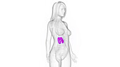 Female kidney, illustration